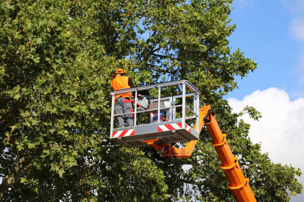 Best Tree Removal Near Me  in Rossville, GA